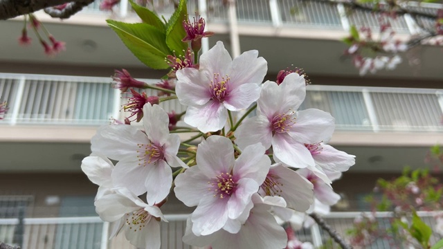 日本东京，樱花树的叶子视频素材