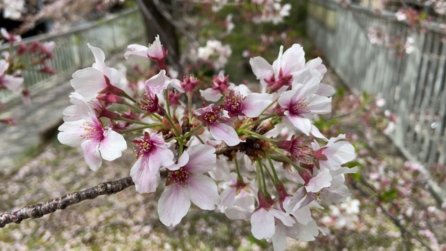 日本东京，樱花树的叶子视频素材