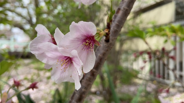 日本东京，樱花树的叶子视频素材