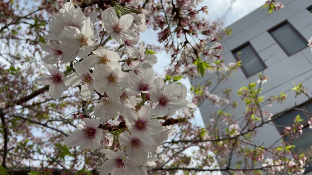 日本东京，樱花树的叶子视频素材