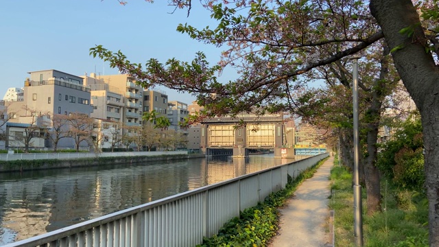 日本东京，樱花树的叶子视频素材