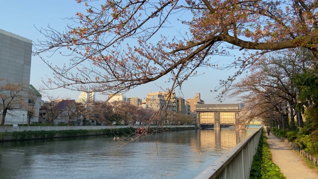 日本东京，樱花树的叶子视频素材