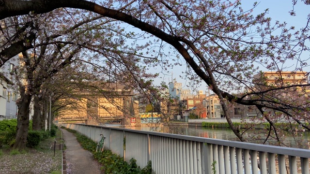 日本东京，樱花树的叶子视频素材