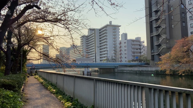 日本东京，樱花树的叶子视频素材