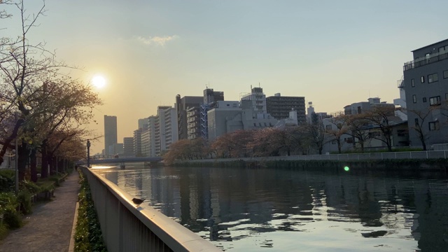 日本东京，樱花树的叶子视频素材