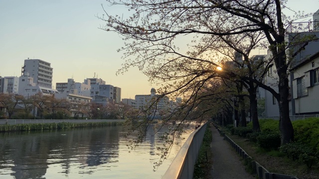 日本东京，樱花树的叶子视频素材