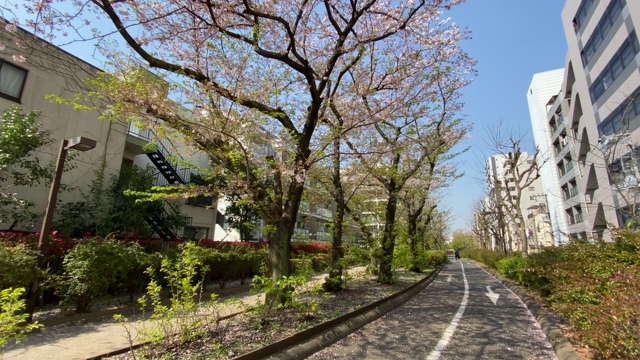 日本东京，樱花树的叶子视频素材