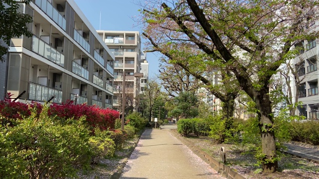 日本东京，樱花树的叶子视频素材