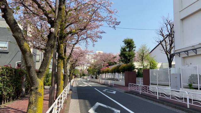 日本东京，樱花树的叶子视频素材