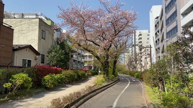 日本东京，樱花树的叶子视频素材