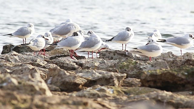 海鸥(Larus argentatus)站在海边的一块石头上。视频素材