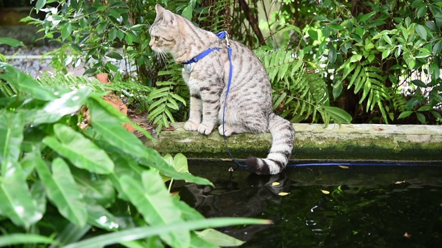 可爱的黄眼睛虎斑猫坐在池塘边的花园视频素材