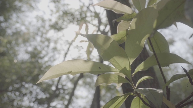 春季森林植物，索尼S-log3色机型视频素材