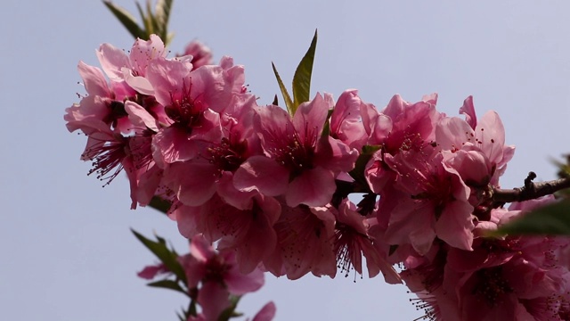 桃花视频素材