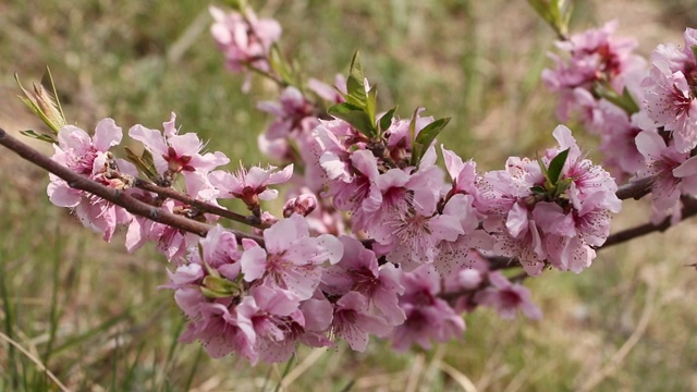 桃花视频素材