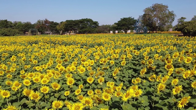 夏季背景与向日葵种植园现场镜头视频素材