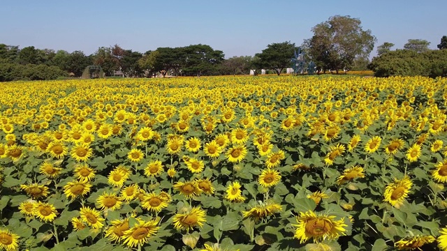 夏季背景与向日葵种植园现场镜头视频素材