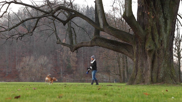 秋天的镜头，一个女人走出她的小猎犬在巨大的橡树下的公园。宠物在皮带上快速奔跑。遛狗在秋天的日子概念视频。视频素材