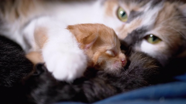 小猫妈妈抱着一只刚出生的盲猫。可爱的猫的家庭视频素材