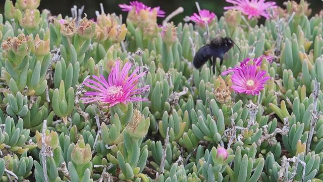 以花蜜为食的紫蜂视频素材