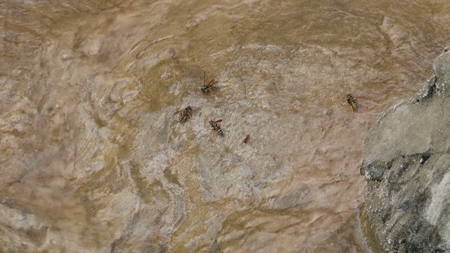 黄蜂从一个小瀑布饮水视频下载