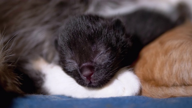 初生的黑盲小猫闭着眼睛嘶嘶叫，躺在哺乳的猫妈妈身上视频素材