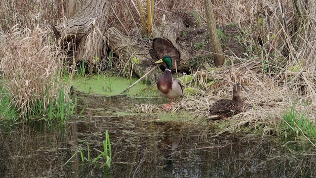 一对野鸭在英国伦敦的一个池塘边视频下载