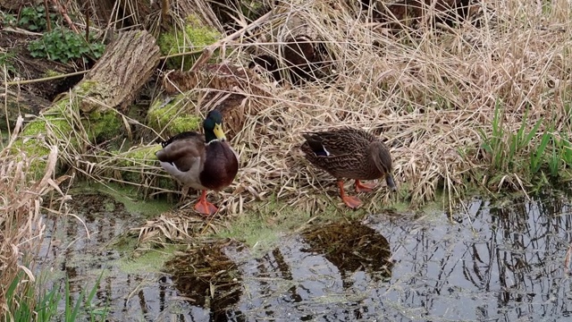 一对野鸭在英国伦敦的一个池塘边视频下载