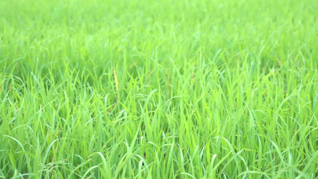 风吹着绿色的稻田。夏天绿色的自然格局稻田。视频素材