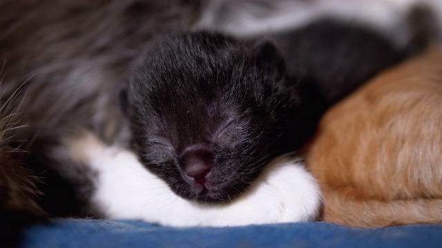 初生的黑盲小猫闭着眼睛嘶嘶叫，躺在哺乳的猫妈妈身上视频素材