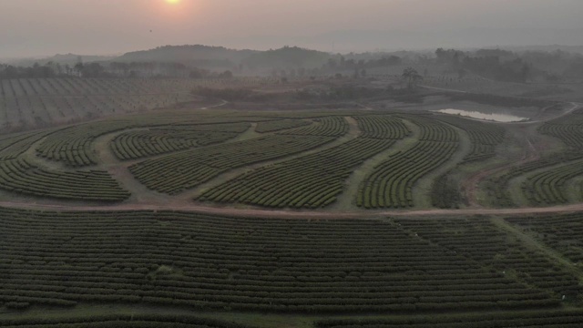 种植绿茶的种植园与晨曦的田野。山水景观，茶农景观视频素材
