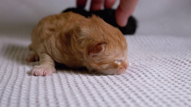 初生的失明小红猫在白色的背景上爬行。两天的老视频素材