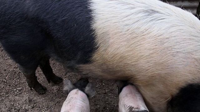 马背小猪在喝它们母亲的奶视频下载