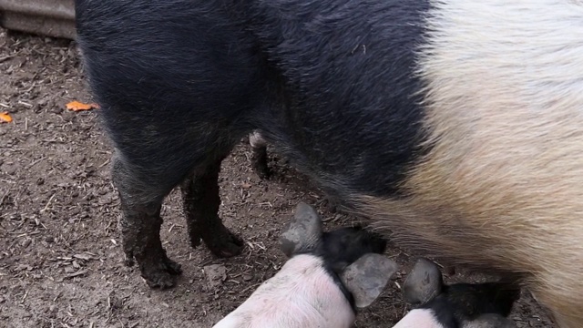马背小猪在喝它们母亲的奶视频下载