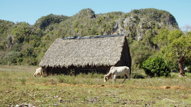 在Viñales，古巴的风景与农舍和两头白奶牛放牧在绿色的田野(近距离观看。慢镜头)视频素材