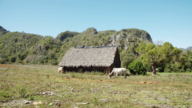 在古巴Viñales，有一间小屋和两头在绿色田野上吃草的白奶牛的古巴山脉景观(慢镜头)视频素材