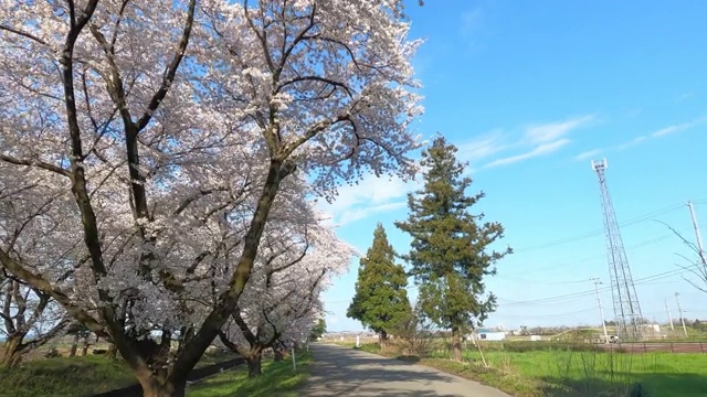 樱花路视频素材