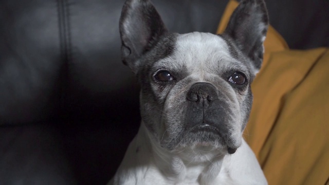 近景，高级法国斗牛犬坐在家里的沙发上视频素材