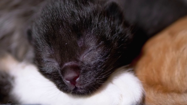 初生的黑盲小猫闭着眼睛嘶嘶叫，躺在哺乳的猫妈妈身上视频素材