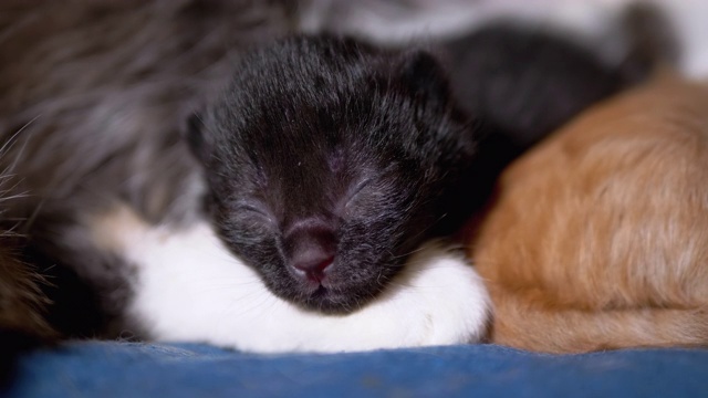 初生的黑盲小猫闭着眼睛嘶嘶叫，躺在哺乳的猫妈妈身上视频素材