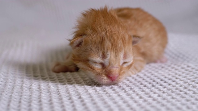 初生的失明小红猫在白色的背景上爬行。两天的老视频素材