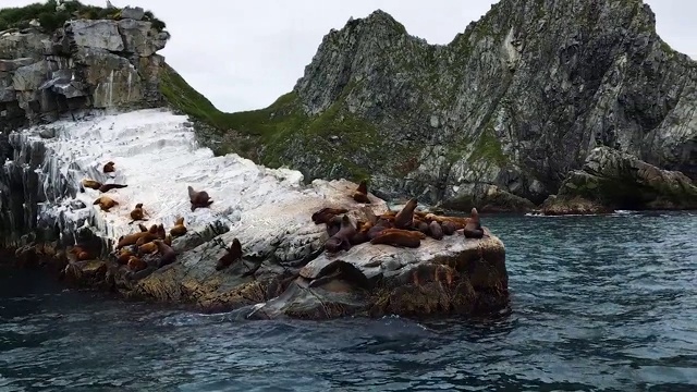 海洋海豹休息视频素材