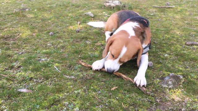 比格尔犬种的幼犬咬棍子视频素材