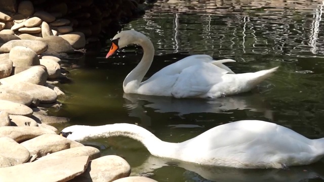 两只白天鹅漂浮在水面上视频素材