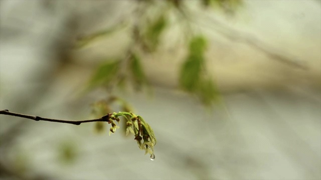 雨滴视频素材