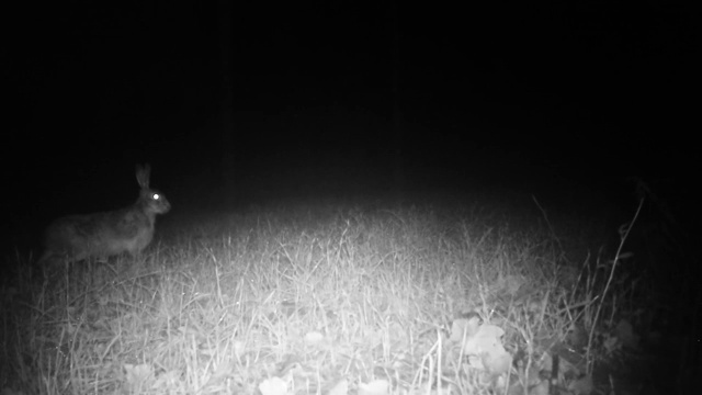 特写的欧洲野兔(Lepus Europaeus)在草地上的夜晚视频素材