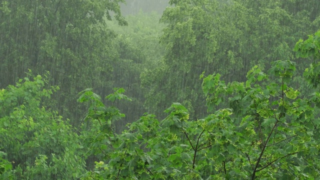 大雨把森林里的树淋得很厉害视频素材