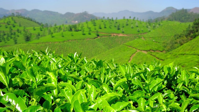 印度喀拉拉邦穆纳尔茶园的新鲜绿茶叶子。视频素材