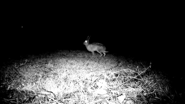 野兔(Lepus Europaeus)在寒冷的冬夜在草地上散步和吃草视频素材