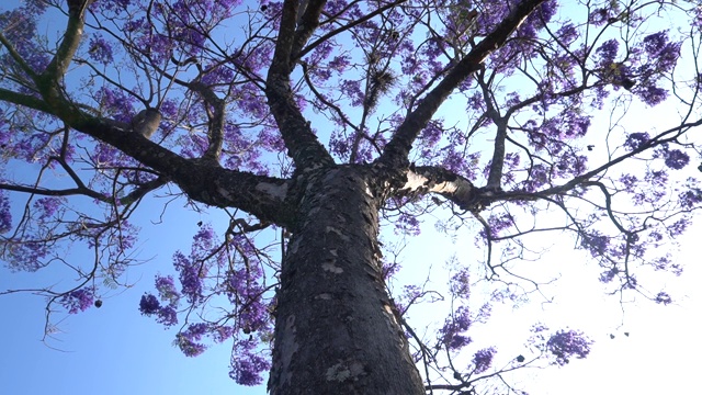 含羞花蓝花楹是一种亚热带树种，原产于南美洲中南部。视频素材